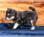 Small #9 Pomsky