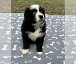 Puppy Girl 5 Australian Shepherd