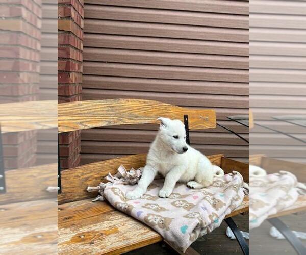 Medium Photo #4 German Shepherd Dog Puppy For Sale in GREENWOOD, WI, USA