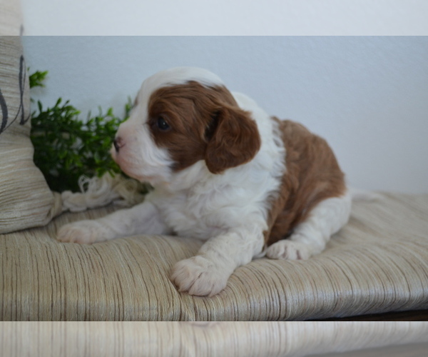 Medium Photo #5 Cavapoo (Toy) Puppy For Sale in GREENWOOD, WI, USA