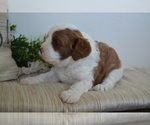 Small #3 Cavapoo (Toy)