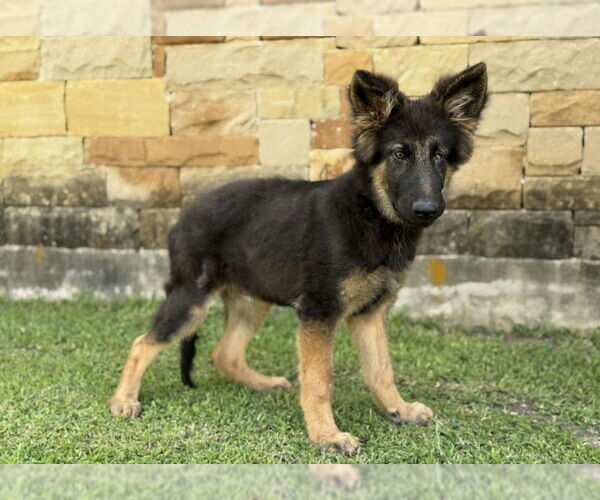 Medium Photo #3 German Shepherd Dog-Unknown Mix Puppy For Sale in PIPE CREEK, TX, USA