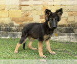 Small #2 German Shepherd Dog Mix