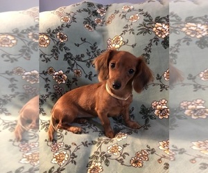 Dachshund Puppy for Sale in MACCLENNY, Florida USA