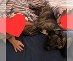 Small #6 Retriever  Mix