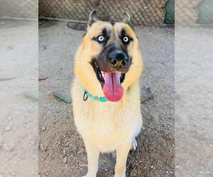 German Shepherd Dog-Siberian Husky Mix Dogs for adoption in Santa Barbara, CA, USA