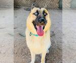 Small German Shepherd Dog-Siberian Husky Mix