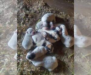 Great Pyrenees Puppy for sale in HAMILTON, MT, USA