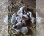 Small Great Pyrenees