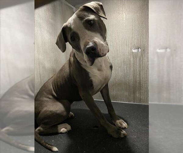 Medium Photo #1 American Staffordshire Terrier-Unknown Mix Puppy For Sale in San Antonio, TX, USA