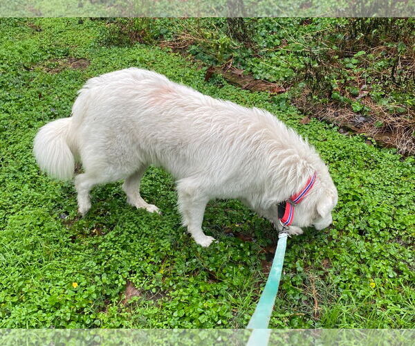 Medium Photo #2 Great Pyrenees-Unknown Mix Puppy For Sale in Houston, TX, USA