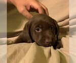 Small Photo #3 Labrador Retriever Puppy For Sale in PUEBLO, CO, USA