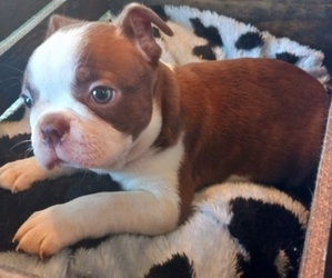 Boston Terrier Puppy for sale in KNOB NOSTER, MO, USA