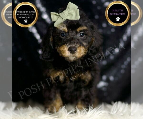 Medium Photo #1 Poodle (Miniature) Puppy For Sale in WARSAW, IN, USA