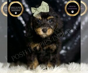 Poodle (Miniature) Puppy for sale in WARSAW, IN, USA