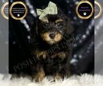 Small Poodle (Miniature)