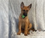 Small Photo #8 Malinois Puppy For Sale in LAKELAND, FL, USA