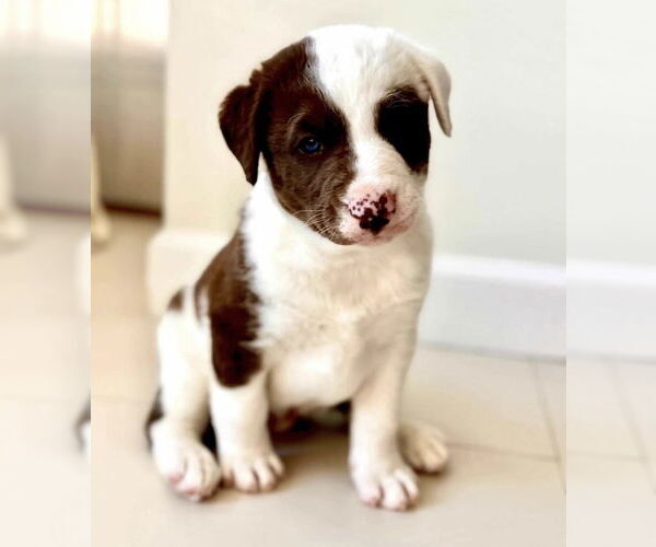 Medium Photo #3 Great Pyrenees-Unknown Mix Puppy For Sale in Dana Point, CA, USA