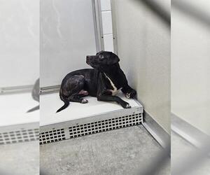Labrador Retriever-Unknown Mix Dogs for adoption in Temple, TX, USA