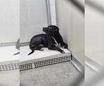 Small Labrador Retriever Mix
