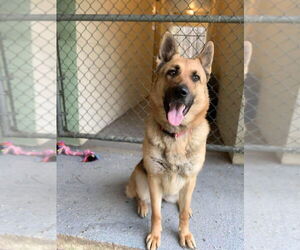 German Shepherd Dog Dogs for adoption in New Hill, NC, USA
