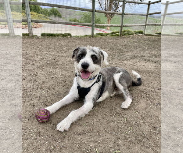 Medium Photo #5 Mutt Puppy For Sale in Mission Viejo, CA, USA