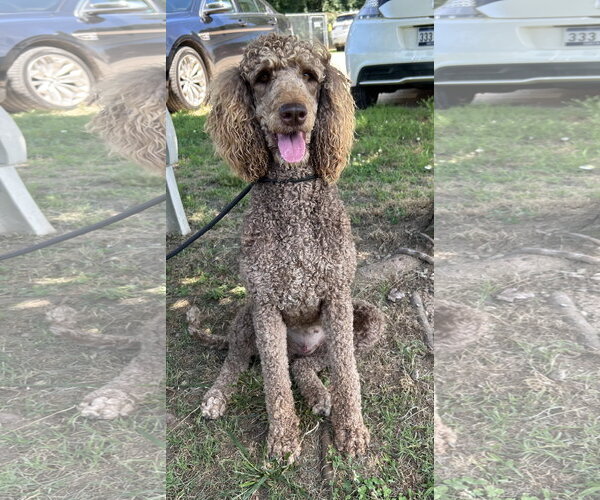 Medium Photo #7 Poodle (Standard) Puppy For Sale in Pacolet, SC, USA