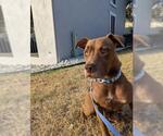 Small #1 American Staffordshire Terrier Mix