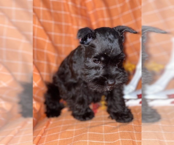Medium Photo #3 Schnauzer (Miniature) Puppy For Sale in WEST BRANCH, IA, USA