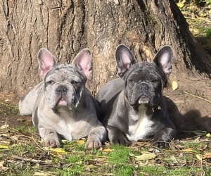 French Bulldog Puppy for sale in SPRINGFIELD, OR, USA