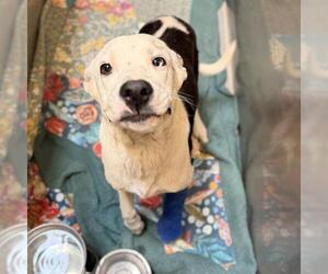 Mutt Dogs for adoption in Modesto, CA, USA
