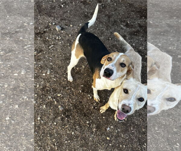 Medium Photo #4 American Foxhound-Unknown Mix Puppy For Sale in Corning, AR, USA