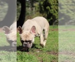 Small Photo #9 French Bulldog Puppy For Sale in TACOMA, WA, USA
