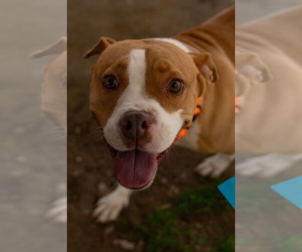 Medium Photo #5 Boxer-Unknown Mix Puppy For Sale in Evansville, IN, USA