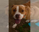 Small #4 Boxer Mix