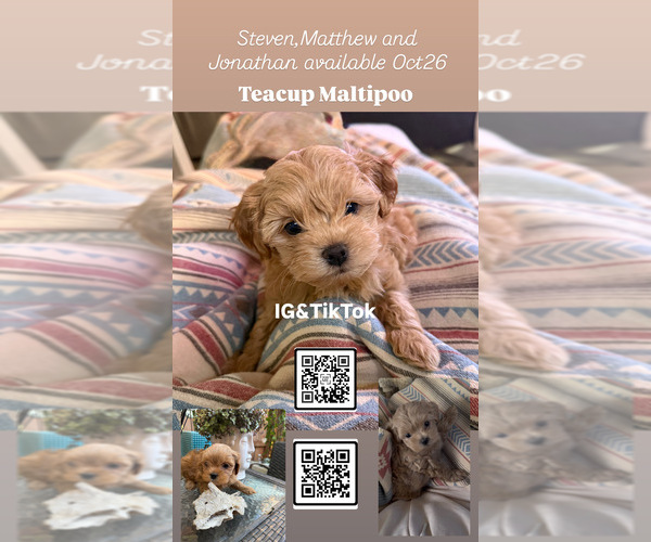 Medium Photo #4 Maltipoo Puppy For Sale in MANHATTAN BEACH, CA, USA
