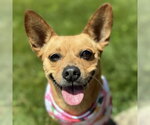 Small Chihuahua Mix