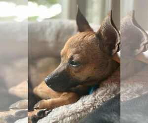 Chihuahua Dogs for adoption in Mukwonago, WI, USA