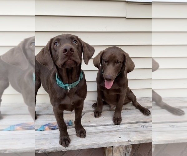 View Ad Labrador Retriever Puppy for Sale near Washington, VANCOUVER