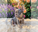 Small Photo #4 French Bulldog Puppy For Sale in RENTON, WA, USA