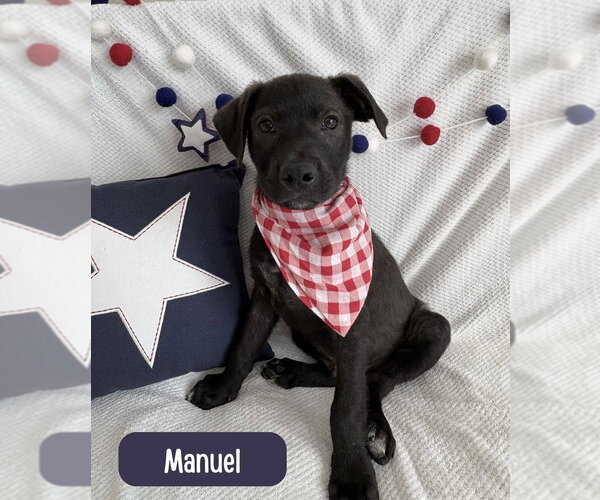 Medium Photo #4 Labrador Retriever-Unknown Mix Puppy For Sale in Lakewood, CO, USA