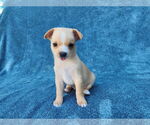 Small #9 Chihuahua Mix