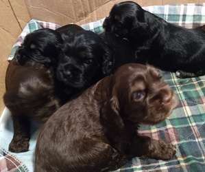 Cocker Spaniel Puppy for sale in TACOMA, WA, USA