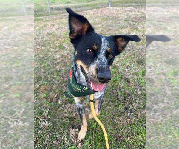 Medium Photo #2 Mutt Puppy For Sale in Abbeville, LA, USA