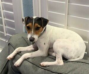 Jack Russell Terrier Dogs for adoption in FORT WORTH, TX, USA