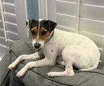Small Photo #1 Jack Russell Terrier Puppy For Sale in FORT WORTH, TX, USA