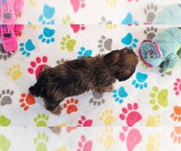 Medium Photo #7 Havapoo Puppy For Sale in ORO VALLEY, AZ, USA