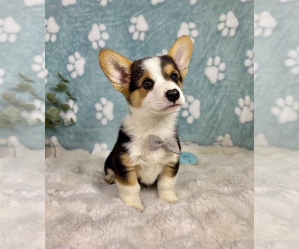Medium Photo #6 Pembroke Welsh Corgi Puppy For Sale in NOBLESVILLE, IN, USA
