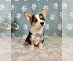 Small #5 Pembroke Welsh Corgi