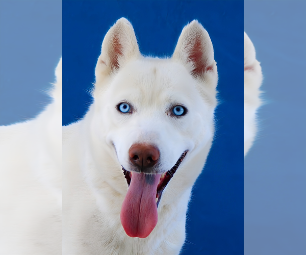 Medium Photo #1 Siberian Husky-Unknown Mix Puppy For Sale in Pasadena, CA, USA